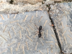 Camponotus compressus