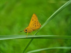 Cephrenes trichopepla