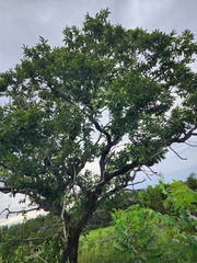 Castanea mollissima