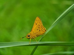 Cephrenes trichopepla