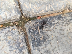 Camponotus compressus