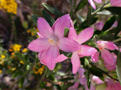 Eriostemon australasius