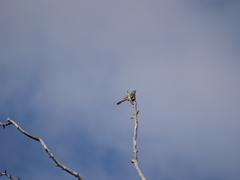 Cincloramphus mathewsi