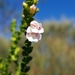 Eremophila brevifolia - Photo (c) @WA_Botanist, some rights reserved (CC BY-NC), uploaded by @WA_Botanist