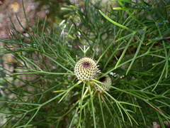 Isopogon anethifolius