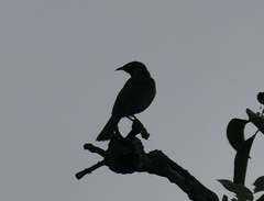 Bolemoreus frenatus