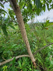 Castanea mollissima