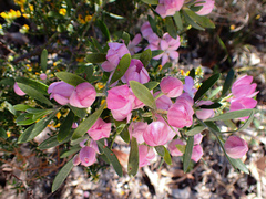 Eriostemon australasius