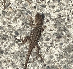 Sceloporus occidentalis bocourtii