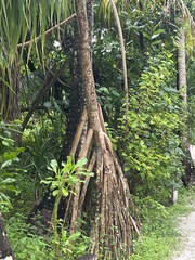 Pandanus