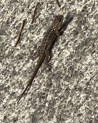 Sceloporus occidentalis bocourtii