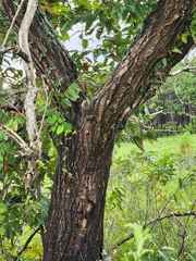 Castanea mollissima