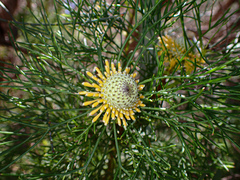 Isopogon anethifolius