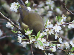 Anthornis melanura