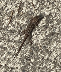 Sceloporus occidentalis bocourtii