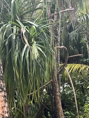 Pandanus
