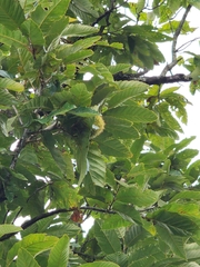 Castanea mollissima