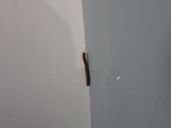 Trigoniulus corallinus