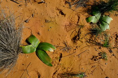 Brunsvigia orientalis