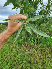 Castanea mollissima