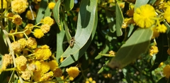 Acacia rostellifera