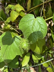Passiflora foetida