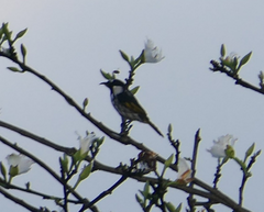 Phylidonyris niger