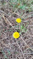 Hypochaeris glabra