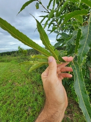 Castanea mollissima