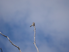 Cincloramphus mathewsi