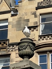 Larus fuscus