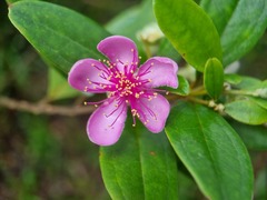 Rhodomyrtus tomentosa