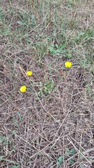 Hypochaeris glabra