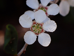 Leptospermum laevigatum