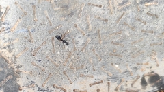 Camponotus compressus