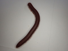 Trigoniulus corallinus