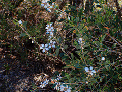 Leptospermum laevigatum