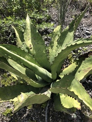 Agave marmorata