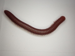 Trigoniulus corallinus