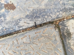 Camponotus compressus