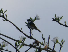 Phylidonyris niger