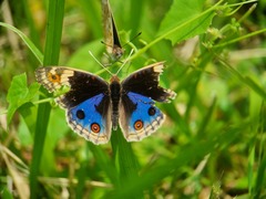 Junonia orithya