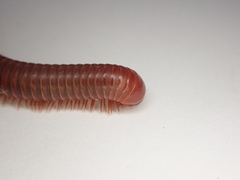 Trigoniulus corallinus