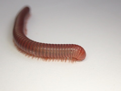 Trigoniulus corallinus