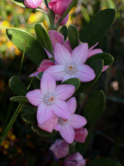 Eriostemon australasius