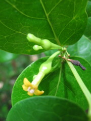 Cyclophyllum barbatum