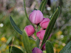 Eriostemon australasius