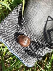 Sauroconcha corneovirens