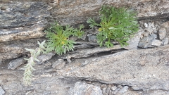 Artemisia genipi
