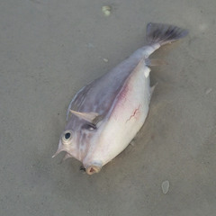 Acanthostracion quadricornis